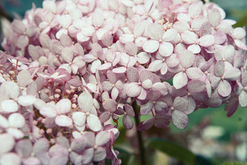 beautiful  pink hydrangea blossoming in garden. close up