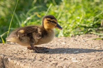baby duck 