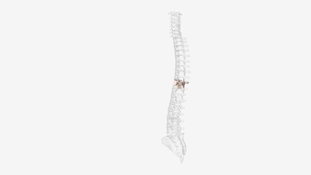 The tenth thoracic vertebra (T10) is one of twelve vertebrae that make up the central section of the vertebral column.