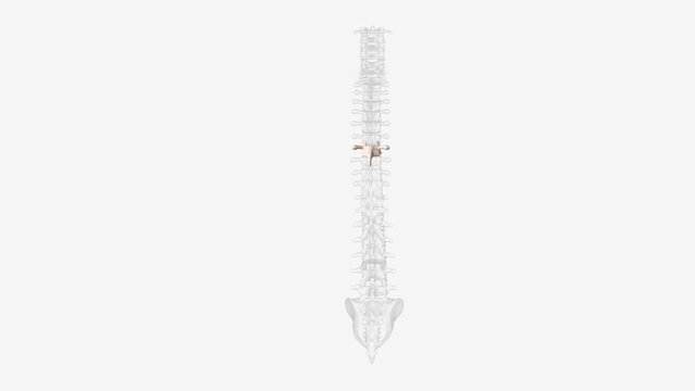 The T7 vertebra is the seventh thoracic vertebra, found in the middle of the chest between the seventh and eighth pairs of ribs .