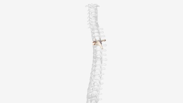The T4 vertebra is the fourth thoracic vertebra that makes up the middle segment of spinal column of the human body .