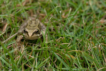 garden frog 