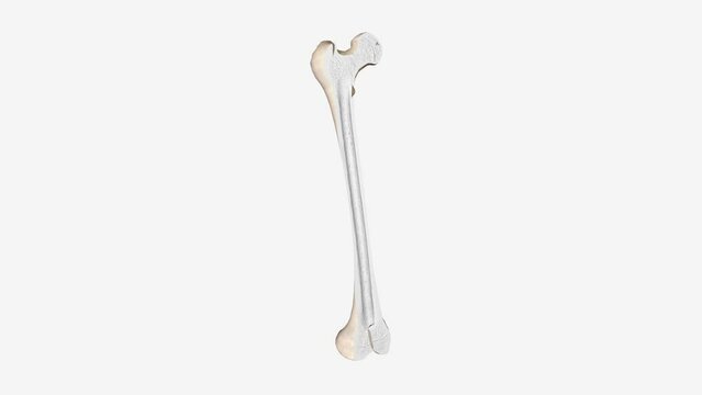 The periosteum is a membrane that covers the outer surface of all bones, except at the articular surfaces .