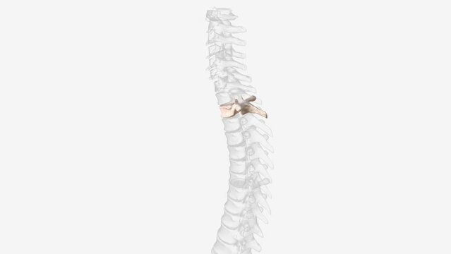 Second thoracic vertebrae (T2): The T2 vertebra is larger than T1 ... thoracic vertebra and the lumbar vertebrae .