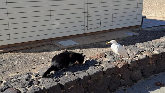 A great egret (heron) and a cat on a wall on the beach, the heron looks hungrily at the cat food