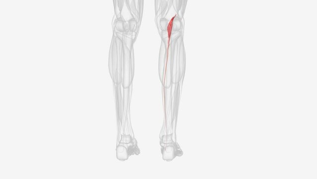 The plantaris is one of the superficial muscles of the superficial posterior compartment of the leg .