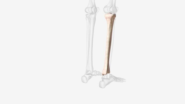 The tibia is second longest bone in your body .