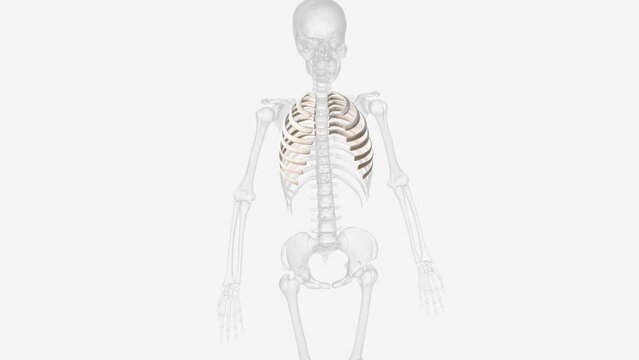 The true ribs include rib pairs 1-7, with each rib articulating posteriorly to the thoracic vertebrae and anteriorly to the sternum via costal cartilages