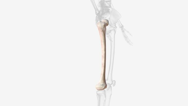 The femur or thigh bone is the only bone in the thigh .