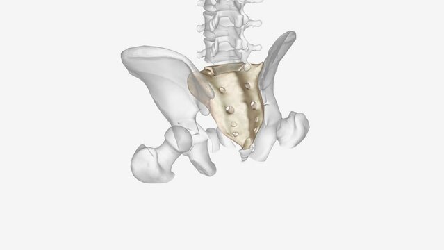 The sacrum is the triangular bone just below the lumbar vertebrae . The sacrum has five segments fused together into one large bone