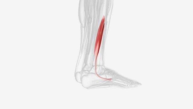 The fibularis brevis is a muscle in the lateral compartment of the leg. It is located deep to the fibularis longus .