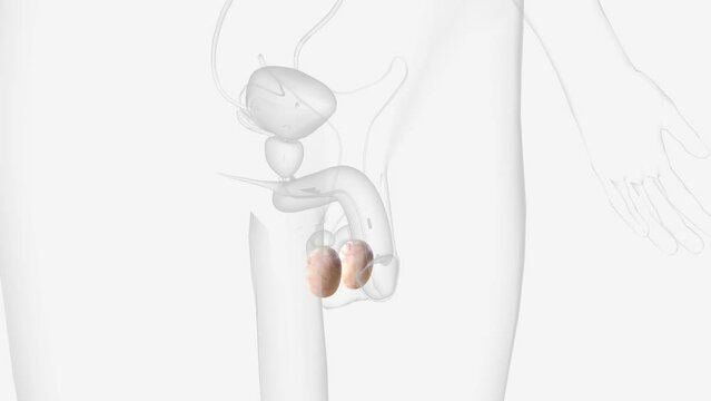 The testes are 2 small organs that are found inside the scrotum .