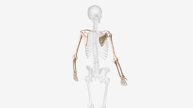Bones of upper limb 3d.