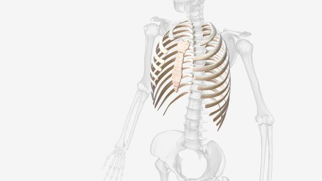 The rib cage consists of 24 ribs (2 sets of 12), which are attached to a long, flat bone in the centre of the chest called the sternum