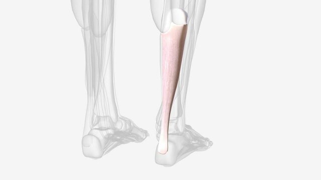 The Achilles tendon or heel cord, also known as the calcaneal tendon .