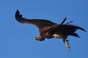 Ohrengeier (Aepypius tracheliotus) in Namibia. 