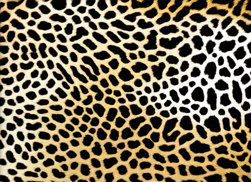 Illustration of a leopard skin print