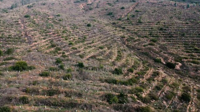 Reforestaci&oacute;n de &aacute;rboles en bosques