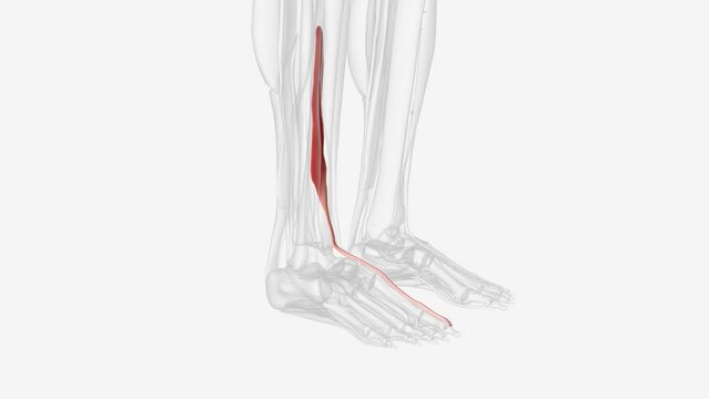 The extensor hallucis longus muscle is a thin skeletal muscle, situated between the tibialis anterior and the extensor digitorum longus