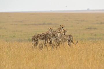 4 cheetahs