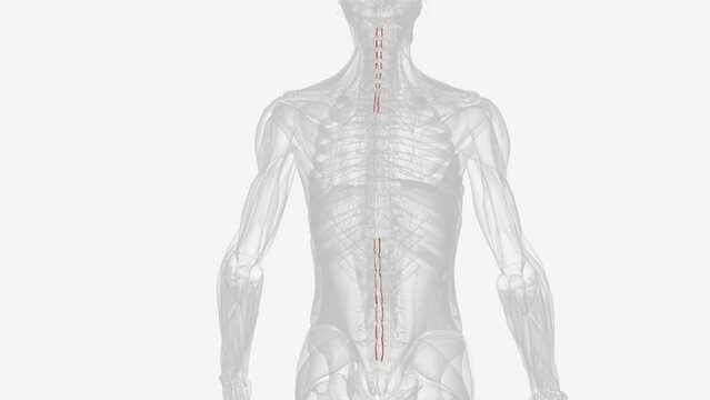 The interspinales muscles are small muscles that connect the spinous processes of adjacent spinal vertebrae .