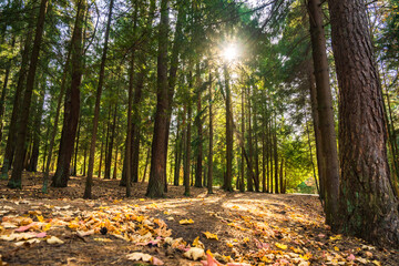 The deep green forest in all its beauty, the sunlight within