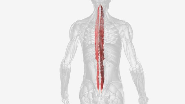 The multifidus muscle is an important stabilizer of the lumbar spine .