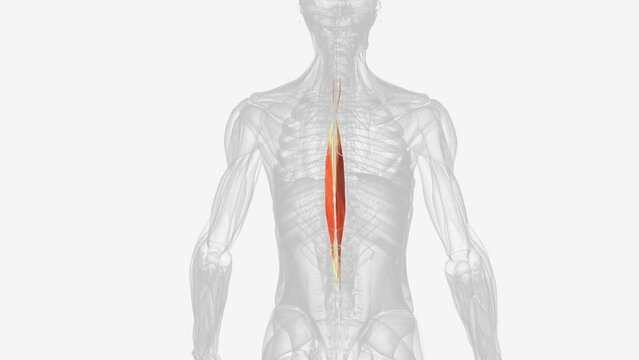 The spinalis is a deep muscle of the back .