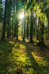 Natural, beautiful view of the forest, sunlight