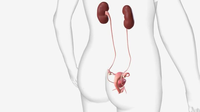The urinary system consists of the kidneys, ureters, urinary bladder, and urethra