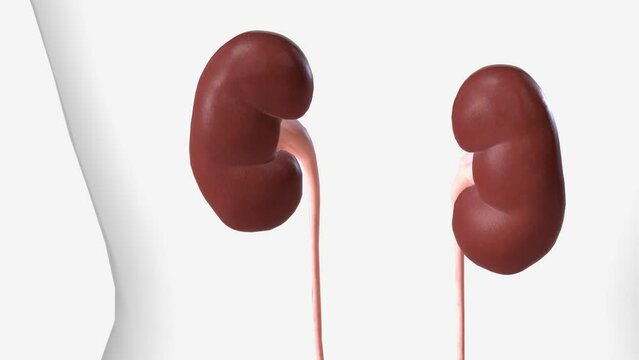 The kidneys are two bean-shaped organs, each about the size of a fist .