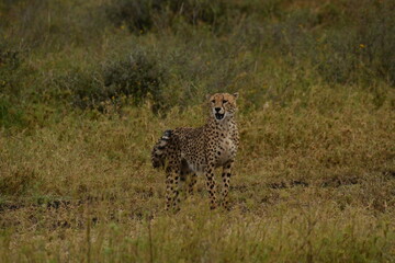 Lone cheetah
