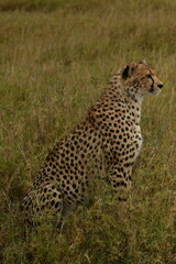Sitting cheetah