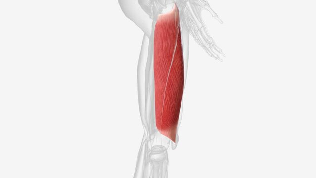 The vastus lateralis is a muscle located on the lateral, or outside .