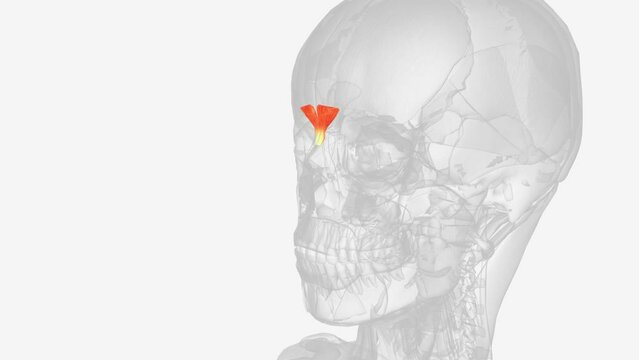 Procerus is a small, triangular muscle of the head that occupies the glabella .