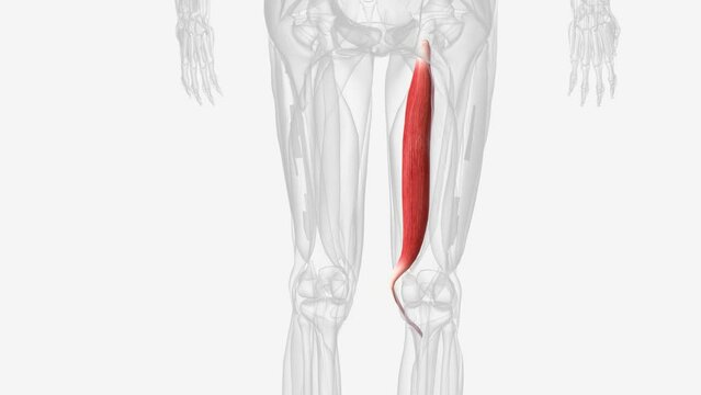 Semitendinosus is one of the three muscles that make up the hamstrings muscle group .