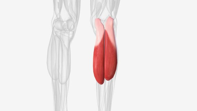 Gastrocnemius forms the major bulk at the back of lower leg and is a very powerful muscle .