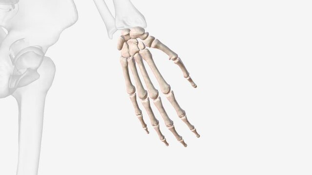 Bones of right hand and wrist .