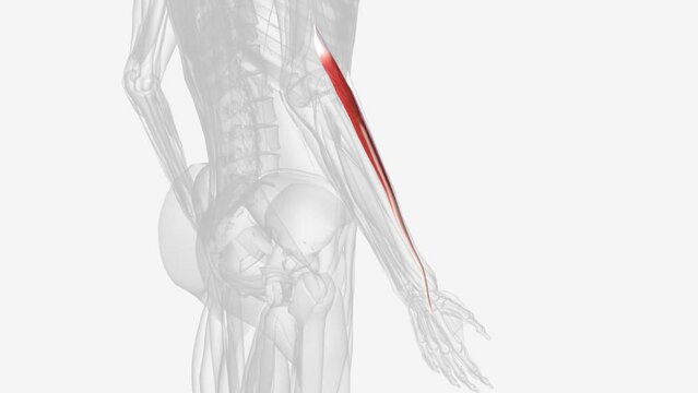 Right extensor carpi radialis longus .
