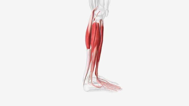 Muscles of right Iower leg .