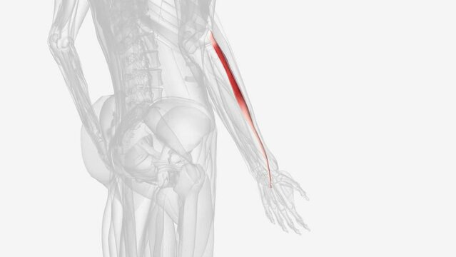 Right extensor carpi radialis brevis .