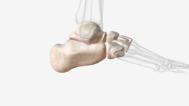 Tarsal bones of right ankle and foot .