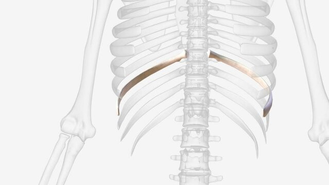 The ninth rib has a frontal part at the same level as the first lumbar vertebra .