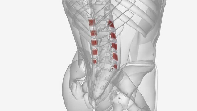 The intertransversarii muscles attach between the transverse processes of adjacent lumbar vertebrae .