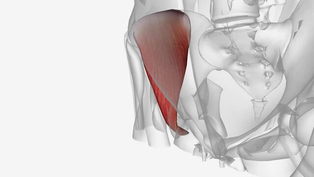 The iliacus is a flat, triangular muscle which fills the iliac fossa.
