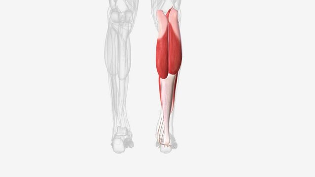 Posterior compartment muscles of right Iower leg .