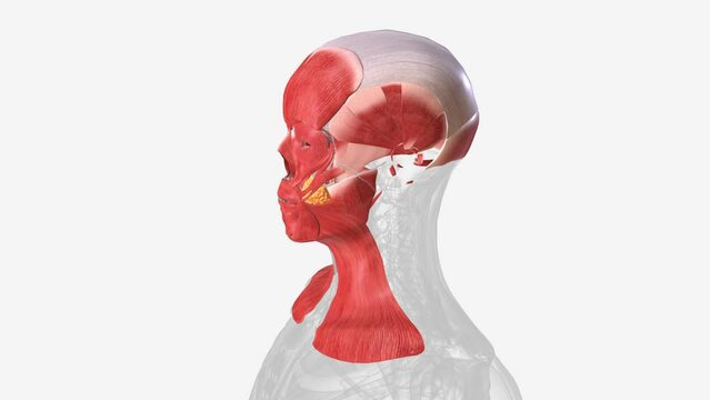 The muscles in head are divided by their function: mastication, vision, and muscles that create facial expressions .