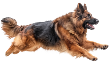 German shepherd jumping in the air, dog running and chasing prey, isolated on transparent background