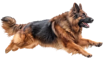 Fotobehang German shepherd jumping in the air, dog running and chasing prey, isolated on transparent background © Volodymyr