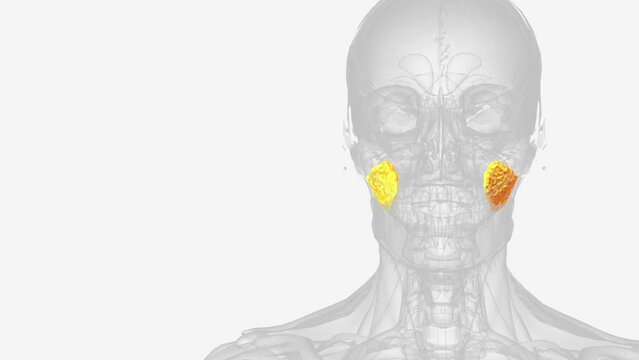 It is a deep fat pad located on either side of the face between the buccinator muscle .